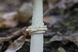 Amanita multisquamosa image