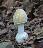 Amanita multisquamosa image