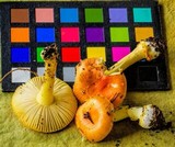 Amanita xanthocephala image