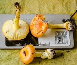Amanita xanthocephala image