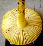 Amanita xanthocephala image