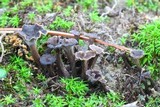 Pseudocraterellus calyculus image