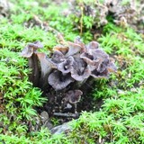 Pseudocraterellus calyculus image
