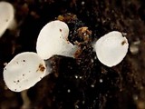 Hymenoscyphus imberbis image