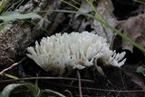 Tremellodendron pallidum image