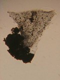 Hymenoscyphus imberbis image