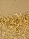 Hymenoscyphus imberbis image