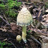 Coprinopsis variegata image