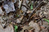 Gliophorus irrigatus image