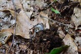 Gliophorus irrigatus image