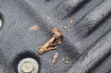 Gliophorus irrigatus image