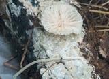 Hemimycena candida image