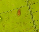 Hemimycena candida image
