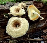 Lentinus crinitus image