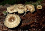 Lentinus crinitus image