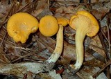 Cantharellus septentrionalis image