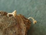 Lachnum pudibundum image