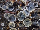 Mollisia cinerea image
