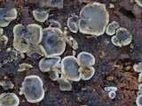 Mollisia cinerea image