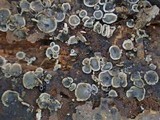 Mollisia cinerea image