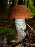 Leccinum vulpinum image