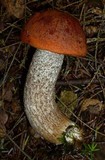 Leccinum vulpinum image