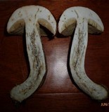 Leccinum vulpinum image