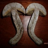 Leccinum vulpinum image