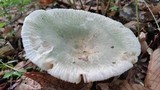 Russula parvovirescens image