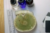 Russula parvovirescens image