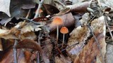 Marasmius sullivantii image