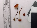 Marasmius sullivantii image