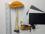 Amanita elongata image