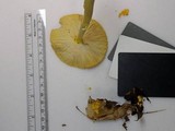 Amanita elongata image