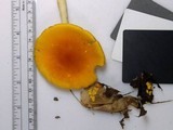 Amanita elongata image