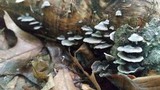 Resupinatus alboniger image