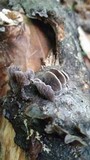 Resupinatus alboniger image