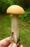 Leccinum pseudoinsigne image