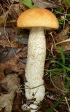 Leccinum pseudoinsigne image