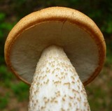 Leccinum pseudoinsigne image