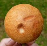 Leccinum pseudoinsigne image