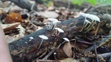 Marasmiellus tenerrimus image