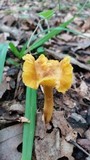 Cantharellus appalachiensis image