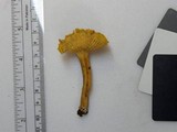 Cantharellus appalachiensis image