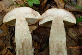 Leccinum pseudoinsigne image