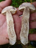 Leccinum pseudoinsigne image