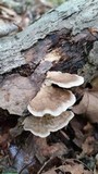 Trametes lactinea image
