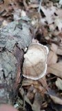Trametes lactinea image
