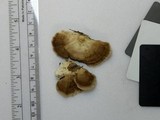 Trametes lactinea image