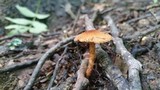 Inocybe unicolor image